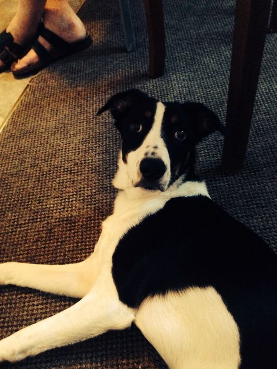 Short Haired Border Collie lying down on the floor while staring with its curious face.