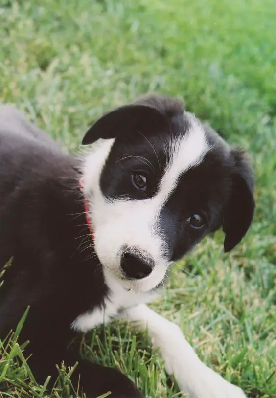 Short Haired Border Collie puppy lying down on the green grass.