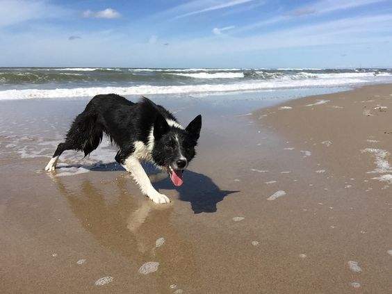 Short Haired Border Collie walking by the seashore.