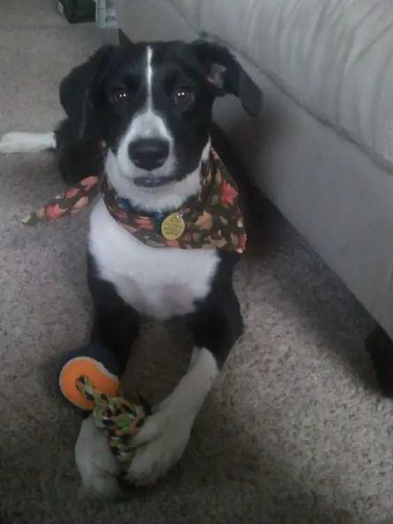 Short Haired Border Collie wearing autumn design scarf while lying on the floor with its chew toy.