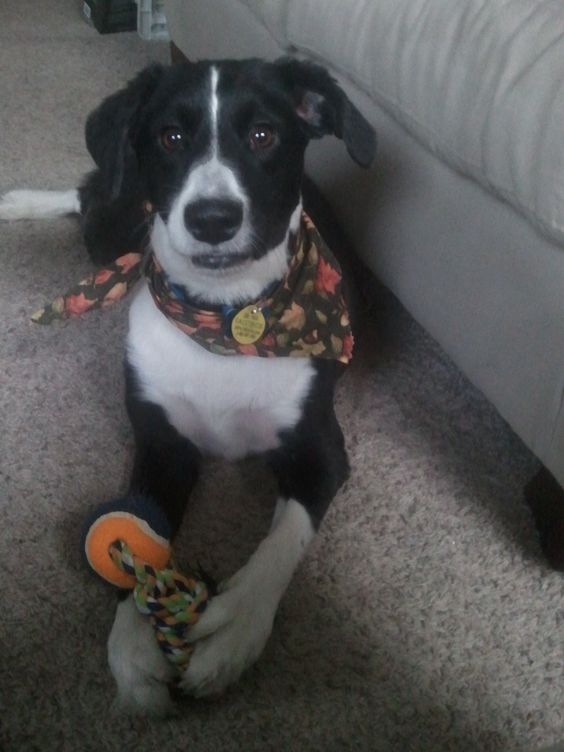 Short Haired Border Collie wearing autumn design scarf while lying on the floor with its chew toy.