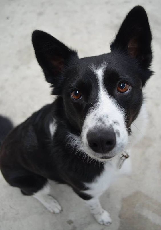 Short Haired Border Collie sitting on the floor while looking up with its adorable face