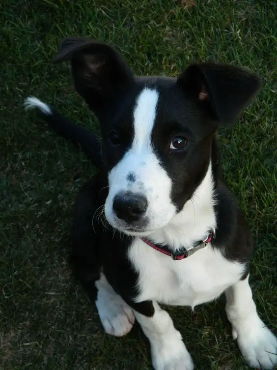 Short Haired Border Collie puppy sitting on the green grass