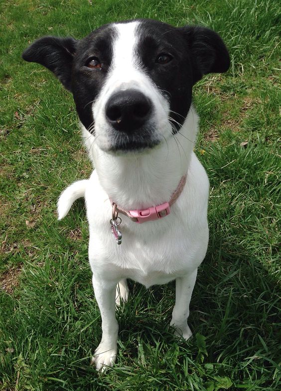 Short Haired Border Collie sitting on the green grass while looking up