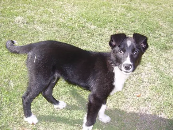 Short Haired Border Collie puppy walking in the lawn under the sun.