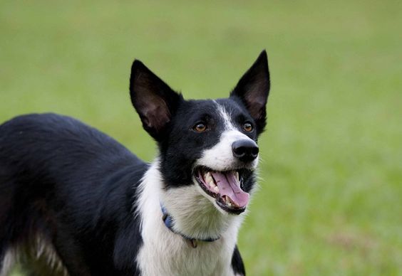 Short Haired Border Collie playing in the yard.