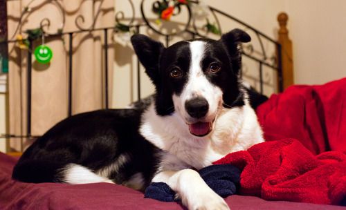 Short Haired Border Collie lying on the bed smiling.