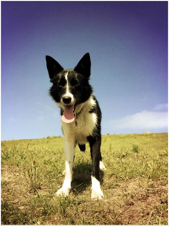 Short Haired Border Collie in the field of green grass under the blue sky.