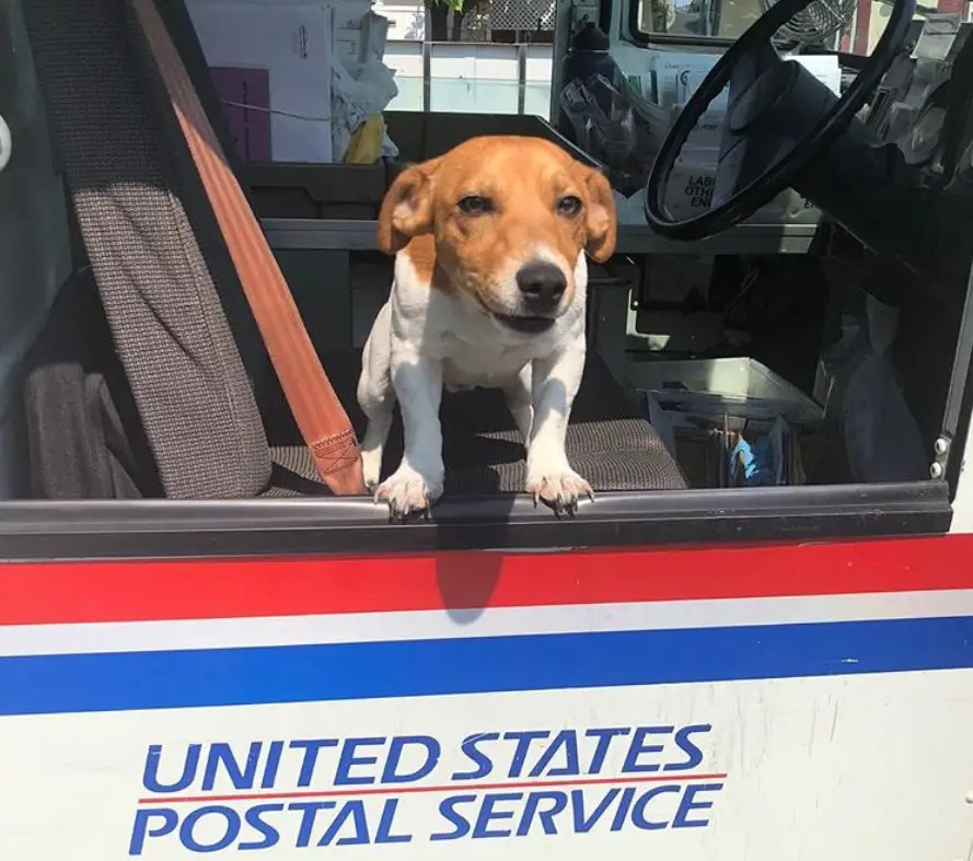 A short legged Jack Russell Terrier standing behind the window inside the car