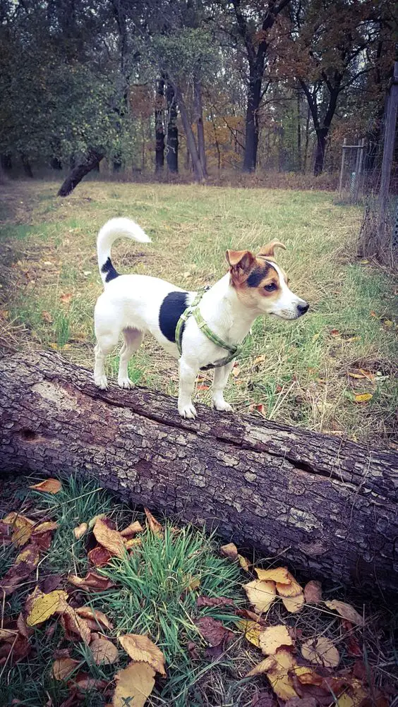 A short legged Jack Russell Terrier standing on op of a chopped tree trunk on the ground in the forest