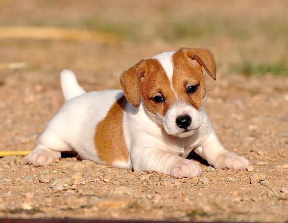 A short legged Jack Russell Terrier puppy lying on the ground