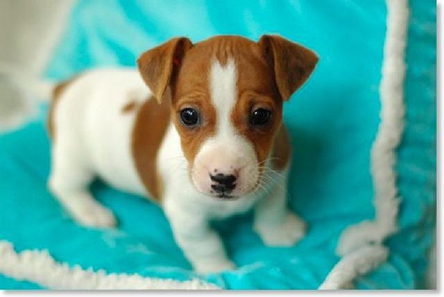 A short legged Jack Russell Terrier puppy standing on the chair