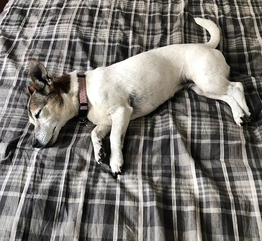 A short legged Jack Russell Terrier sleeping on the bed