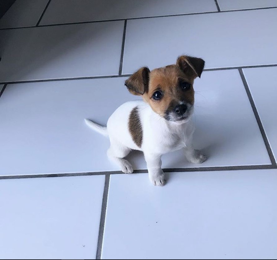 A short legged Jack Russell Terrier puppy sitting on the floor