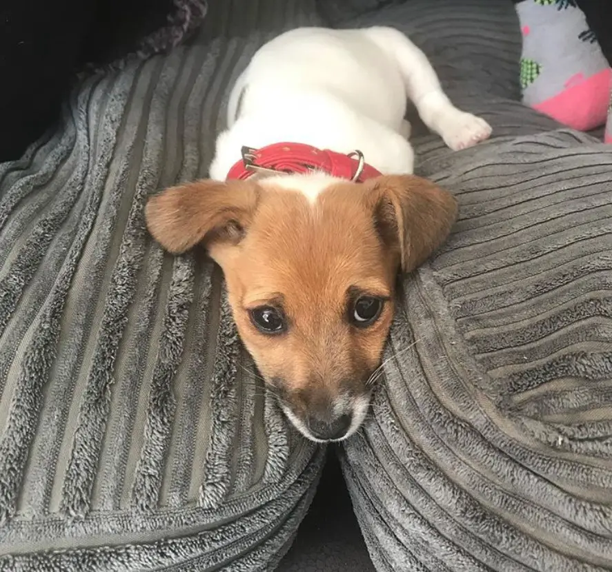 A short legged Jack Russell Terrier puppy lying in between the couch