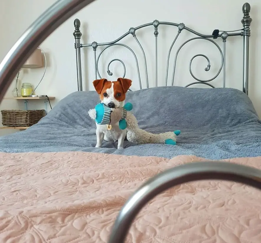 A short legged Jack Russell Terrier sitting on the bed with its stuffed toy in its mouth