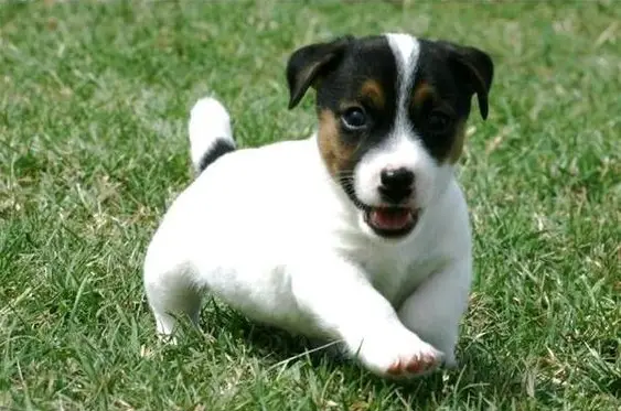 A short legged Jack Russell Terrier walking in the grass