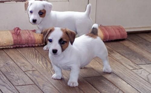 two short legged Jack Russell Terrier puppies standing on the floor