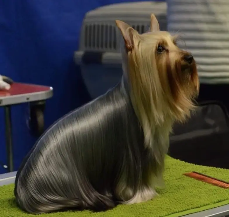 Silky Terrier with long shiny haircut for show sitting on top of the grooming table