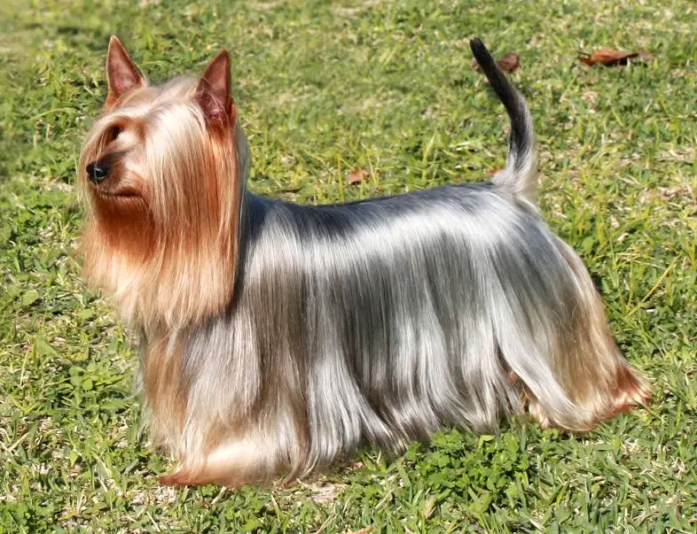 Silky Terrier with shiny long haircut for show walking in the green grass