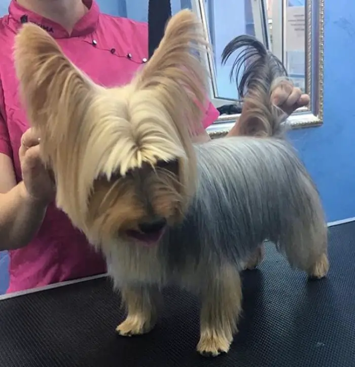 Silky Terrier with medium length haircut standing on top of the grooming table