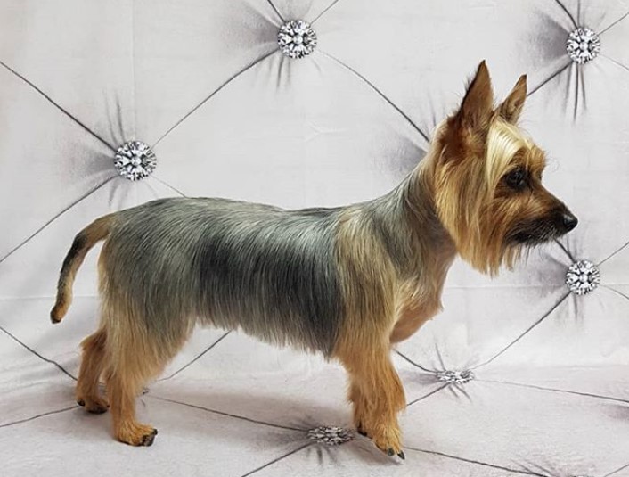 Silky Terrier with short summer haircut