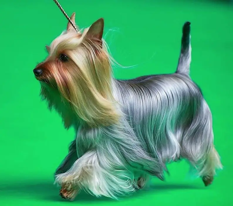 Silky Terrier with shiny long haircut for show in a green isolated background