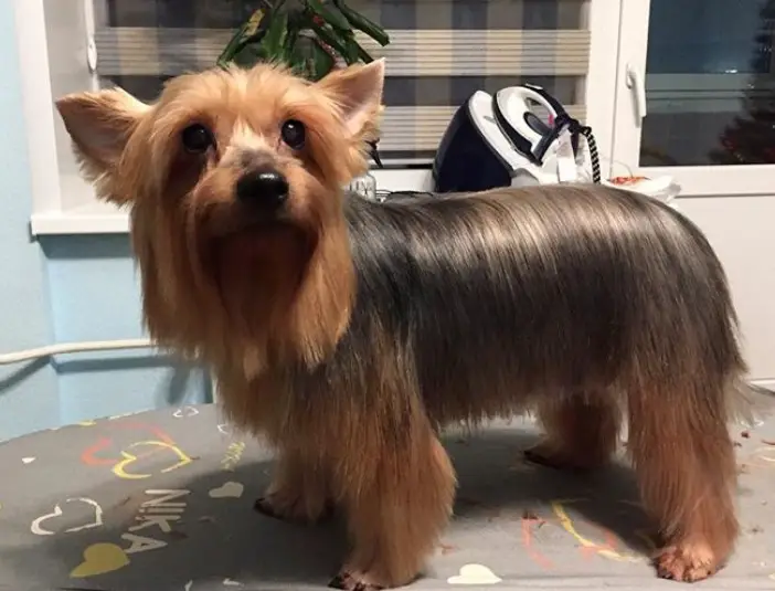 Silky Terrier with medium length haircut standing on top of the grooming table