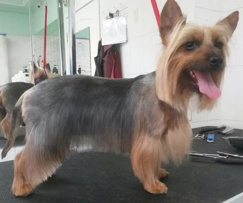 Silky Terrier in short hair cut standing on top of the table