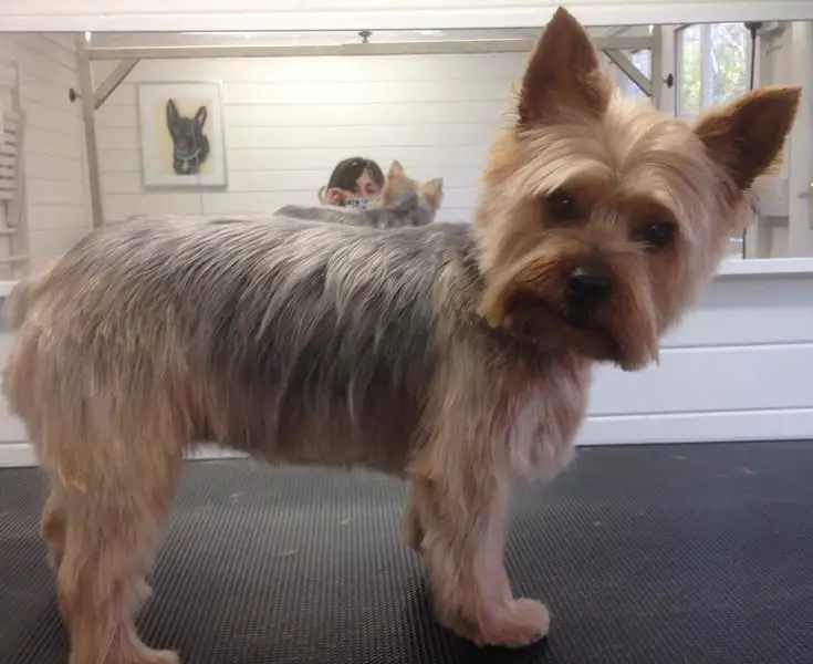 Silky Terrier with short haircut for summer standing on top of the grooming table