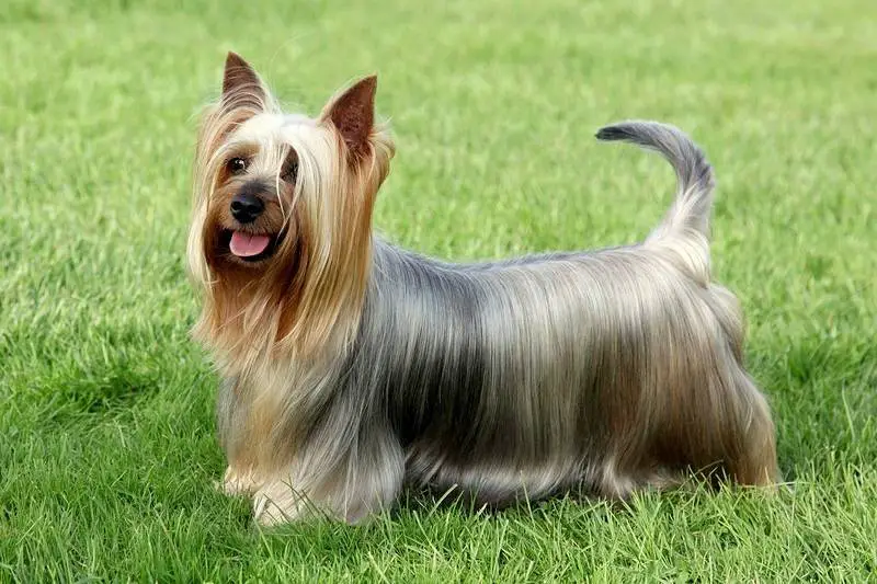Silky Terrier with long shiny hair standing in the green grass