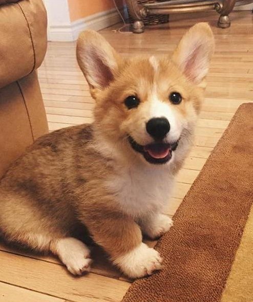 Corgi puppy sitting on the floor