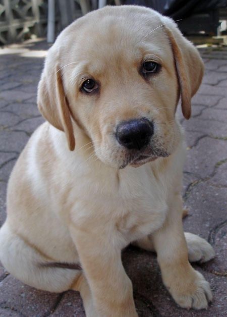 A Labrador puppy sitting on the pavement with its sad face
