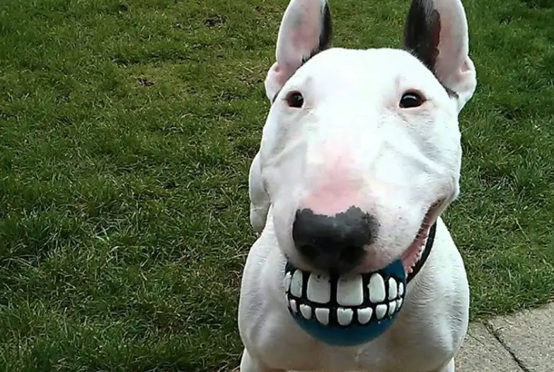funny English Bull Terrier with teeth ball on its mouth