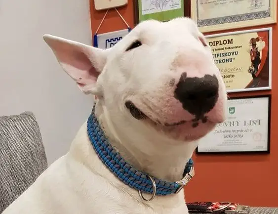smiling face of an English Bull Terrier