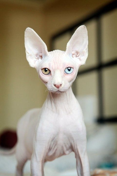 A Sphynx Cat standing on top of the bed
