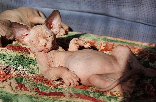 A sleepy Sphynx Cat lying on its bed under the sun