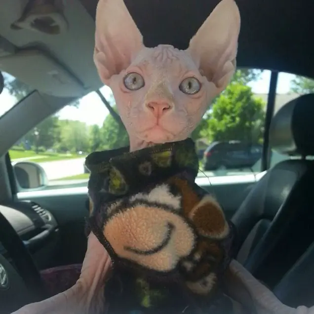 A Sphynx Cat wearing a sweater while sitting inside the car