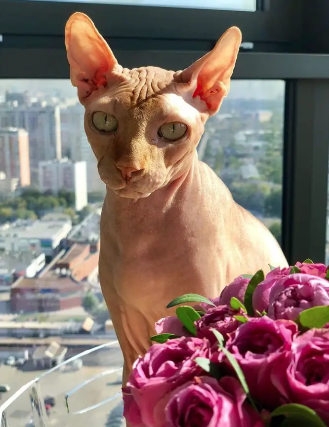 A Sphynx Cat sitting by the window behind the bouquet of pink flowers