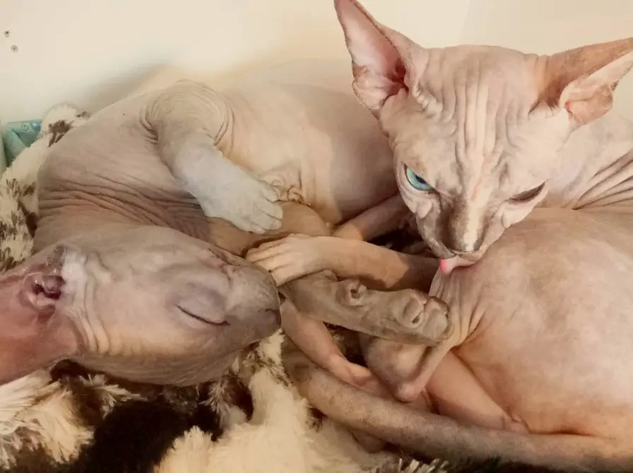 two Sphynx Cats lying beside each other on the bed