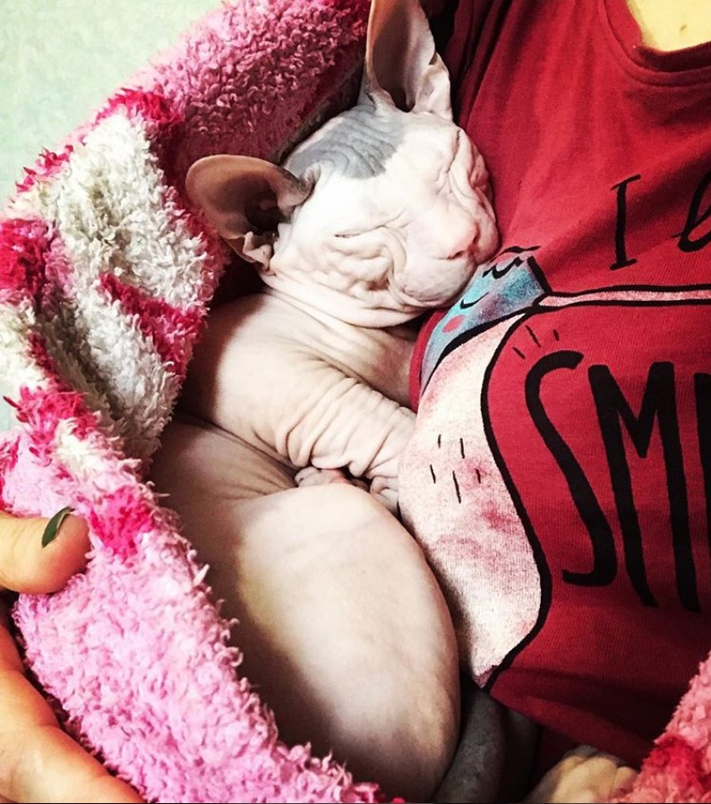 A Sphynx Cat sleeping in the arms of a woman