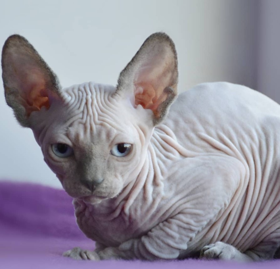 A Sphynx Cat lying on top of the bed