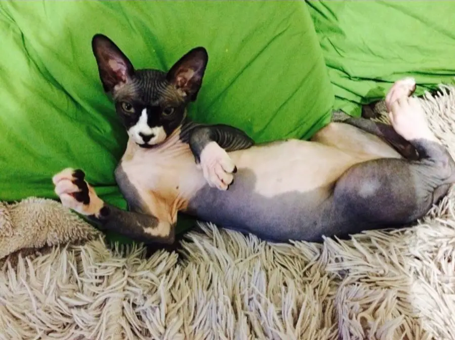 A black and white Sphynx Cat lying on a furry blanket and leaning behind a green pillow