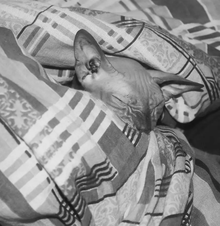 black and white photo of a sleeping Sphynx Cat under the blanket