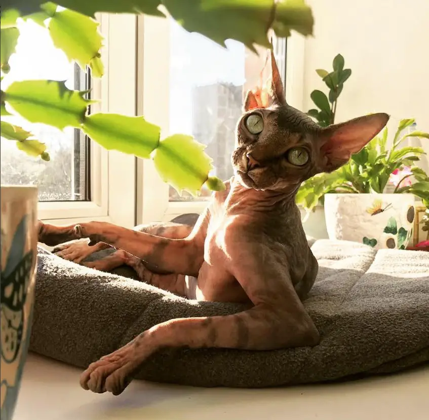 A Sphynx Cat lying on the of its bed near the window