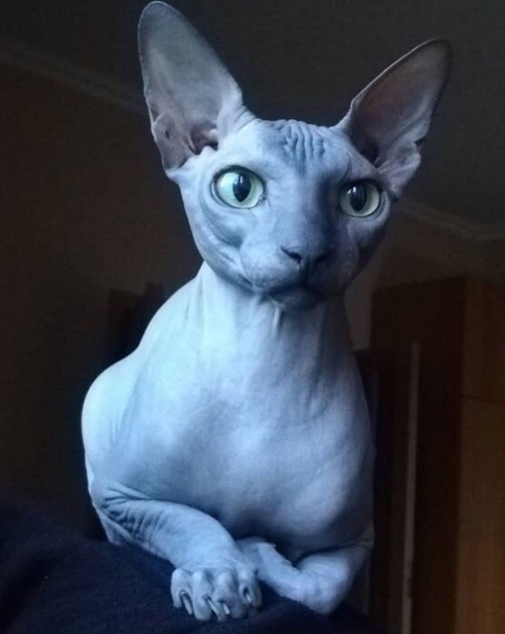 A gray Sphynx Cat lying on top of the couch