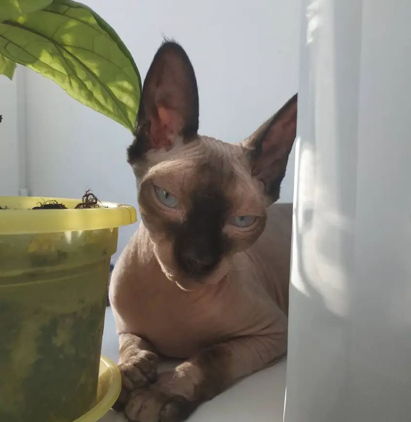 A Sphynx Cat lying on the floor next to the potted plant