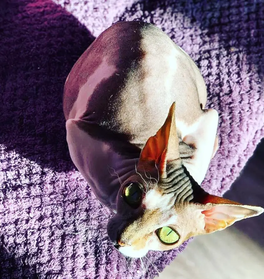 A Sphynx Cat sitting on top of the purple bed under the sun