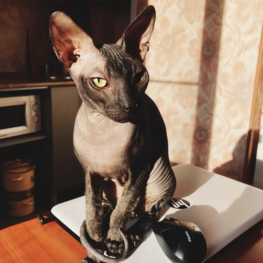 A gray Sphynx Cat sitting on top of the table with sunlight on its face and body