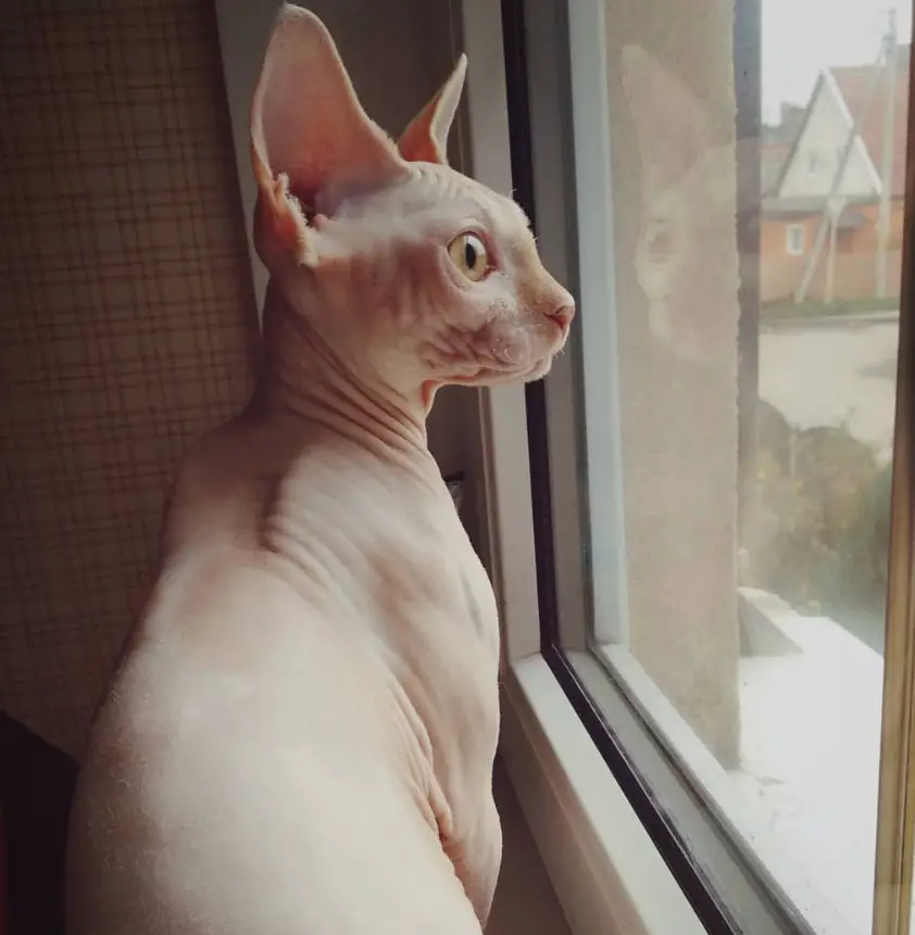 A Sphynx Cat sitting by the window